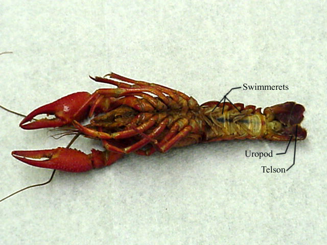crayfish-dissection-lab-companion
